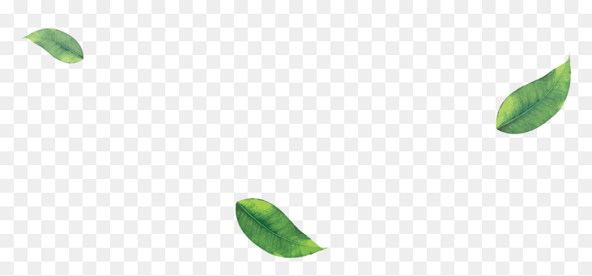 Starfruit, HD Png Download - falling green leaves png