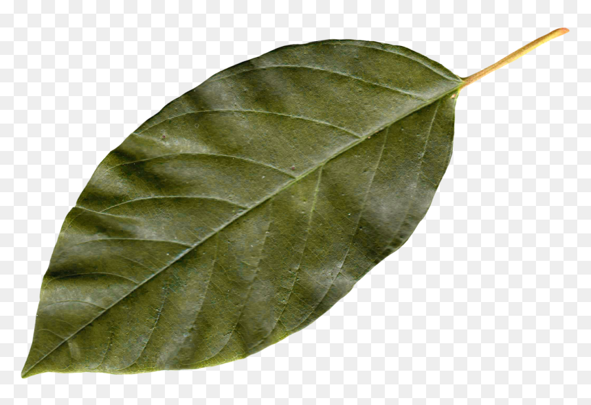 Leaf Png, Transparent Png - falling green leaves png