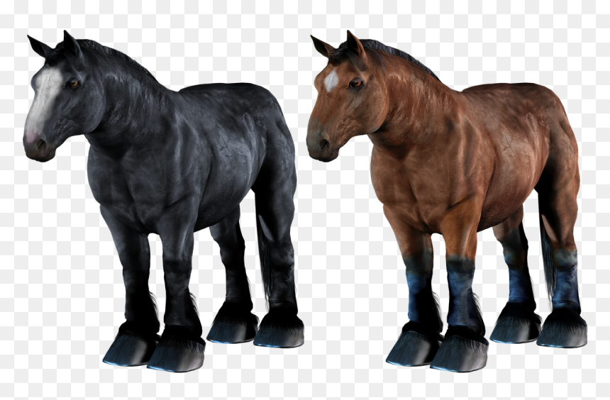 Draft Horse Png, Transparent Png - horses png