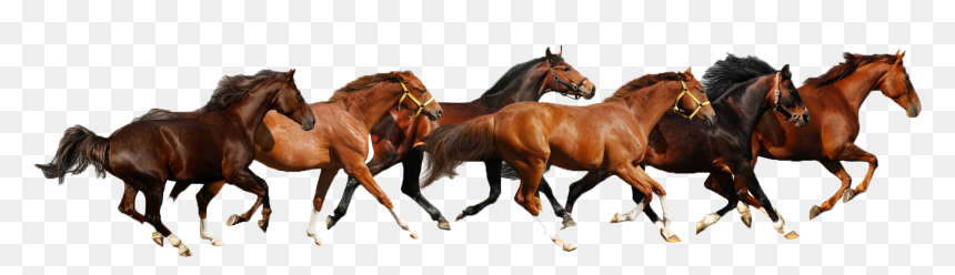 Haflinger American Paint Horse American Miniature Horse - Horses Running White Background, HD Png Download - horses png