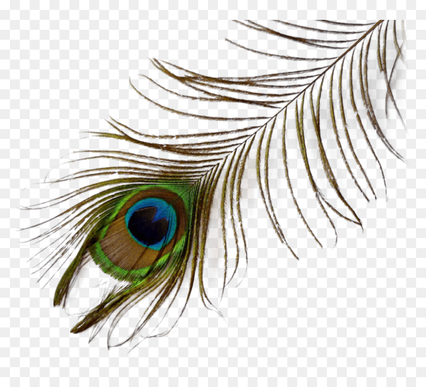 Close-up, HD Png Download - single peacock feathers png
