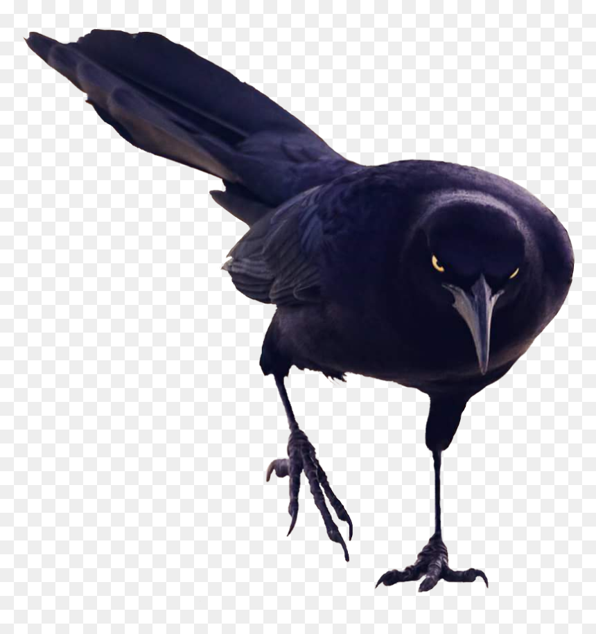Badass Bird Cutouts Png Badass Raven Bird - Birds Transparent, Png Download - birds png hd