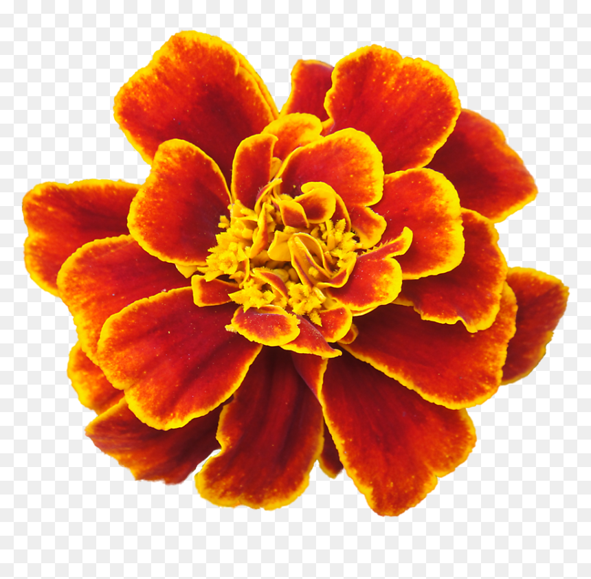 Marigold Clip Art - Flower With White Background, HD Png Download - marigold png