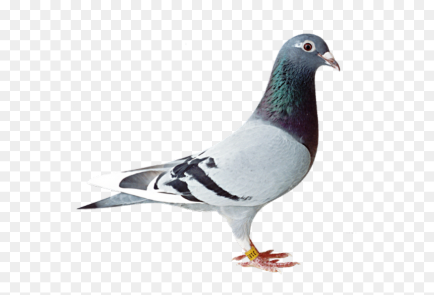 Pigeon Png, Transparent Png - birds png hd