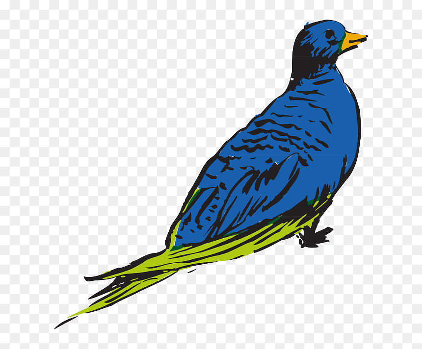 Green, Blue, Drawing, Bird, Wings, Animal, Feathers - Clip Art, HD Png Download - single peacock feathers png