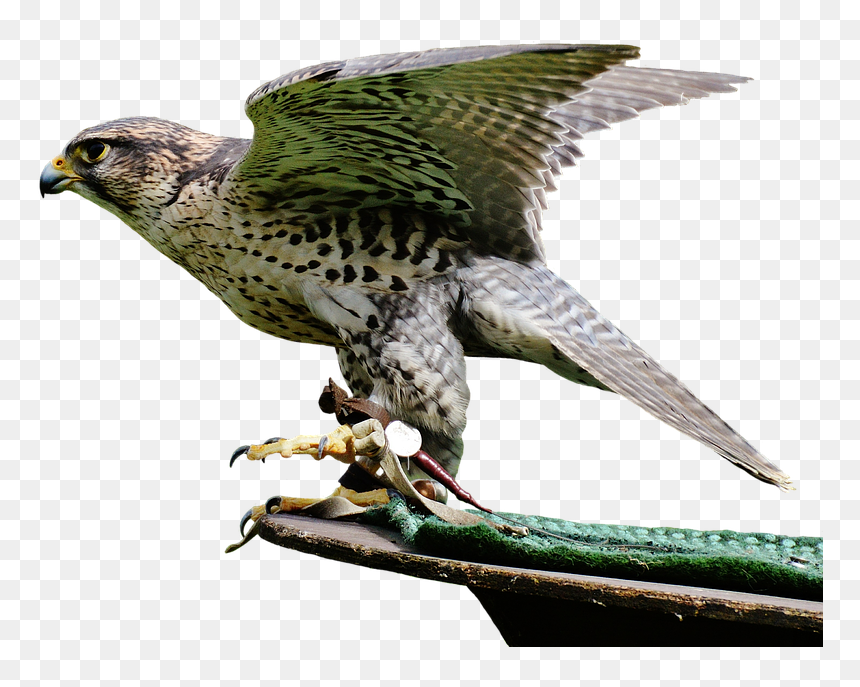 Download Free Falcon Birds Png Transparent Images Transparent - Animais Silvestres Png, Png Download - birds png hd