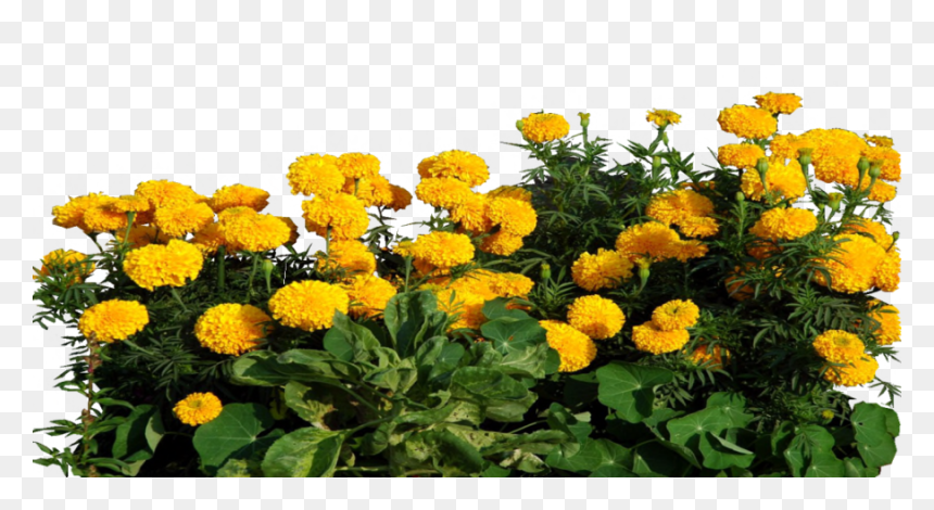 Marigold Clipart Transparent - Marigold Png, Png Download - marigold png