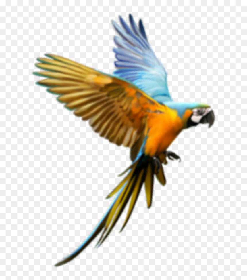 Macaw, HD Png Download - birds png hd