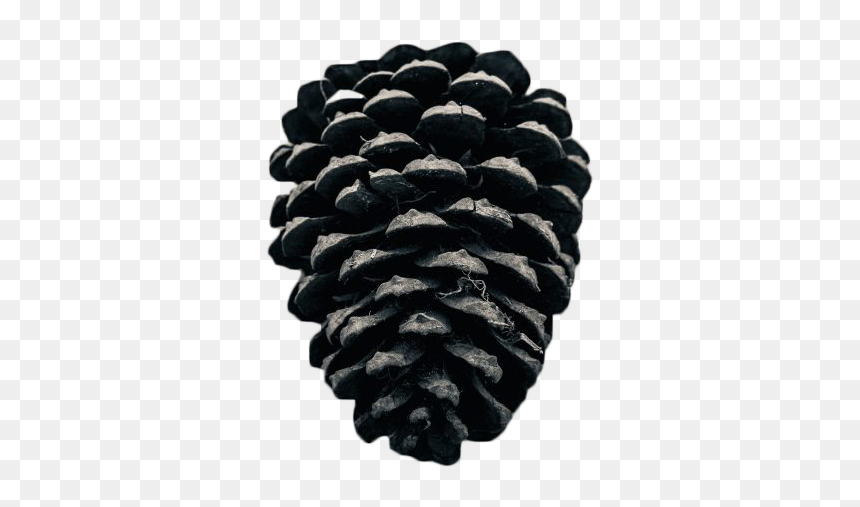 Tree Cone Black - Conifer Cone, HD Png Download - png tree images with transparent background