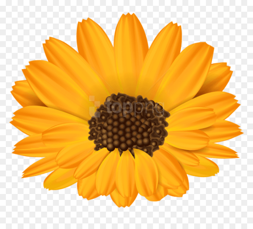 English Marigold , Png Download - Free Clipart Orange Flowers, Transparent Png - marigold png