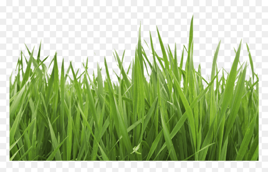 Garden Services, Alderney, Ci Grass Cutting, Hedge - Grass Background Clipart, HD Png Download - garden grass png