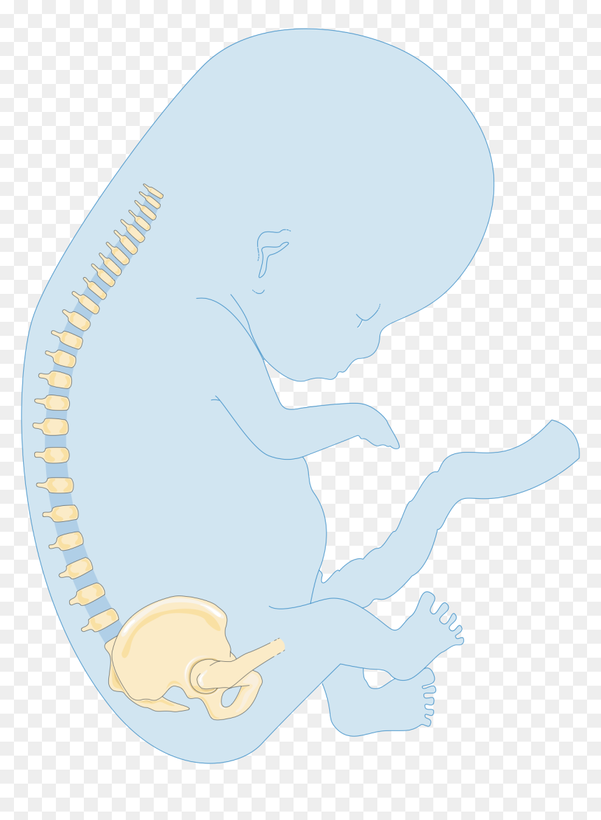 Foetus Newborn Baby 2 Smart Servier - North Cape, HD Png Download - baby png images