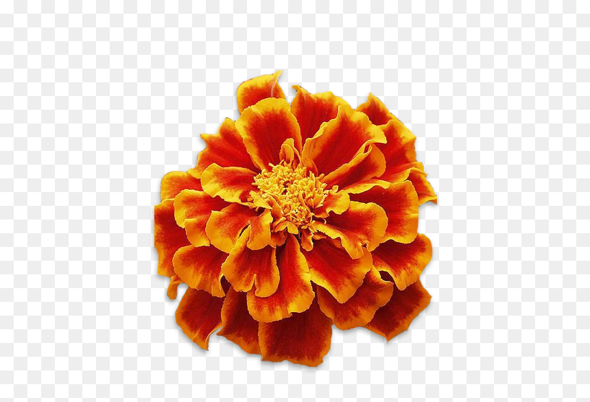 Transparent Background Marigold Clipart, HD Png Download - marigold png