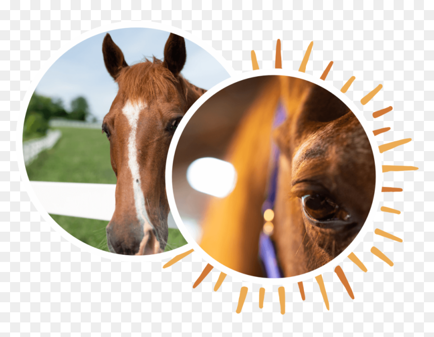 Why-horses - Sorrel, HD Png Download - horses png