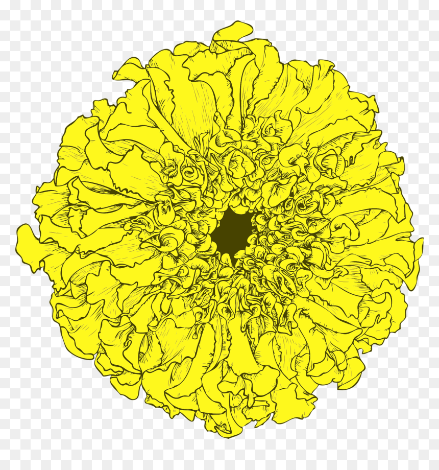 ดอก ดาวเรือง Png, Transparent Png - marigold png