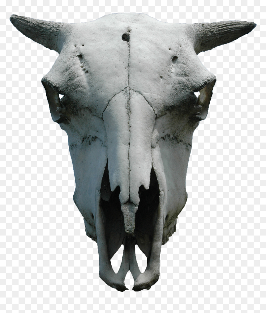 Transparent Goat Skull Png - Animal Skull Png, Png Download - indian goat png