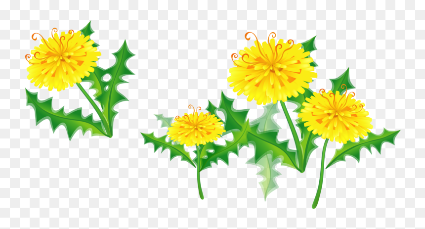 Dandelion Clipart Marigold - Floral Border Yellow Transparent, HD Png Download - marigold png