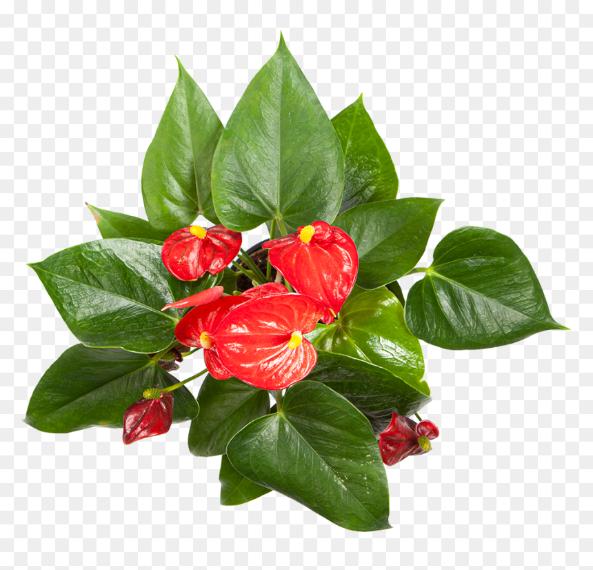 Flowering Anthurium For Sale - Chinese Hibiscus, HD Png Download - flower plant top view png