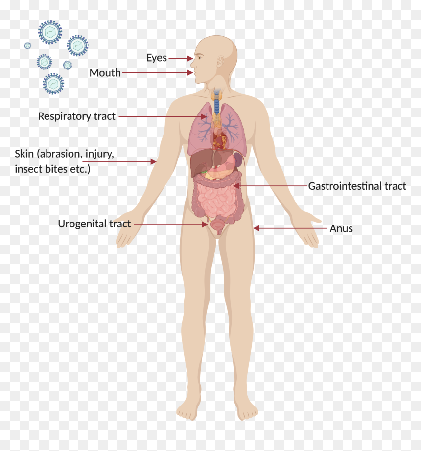 Typical Sites Of Virus Entry Into The Body - Illustration, HD Png Download - body png
