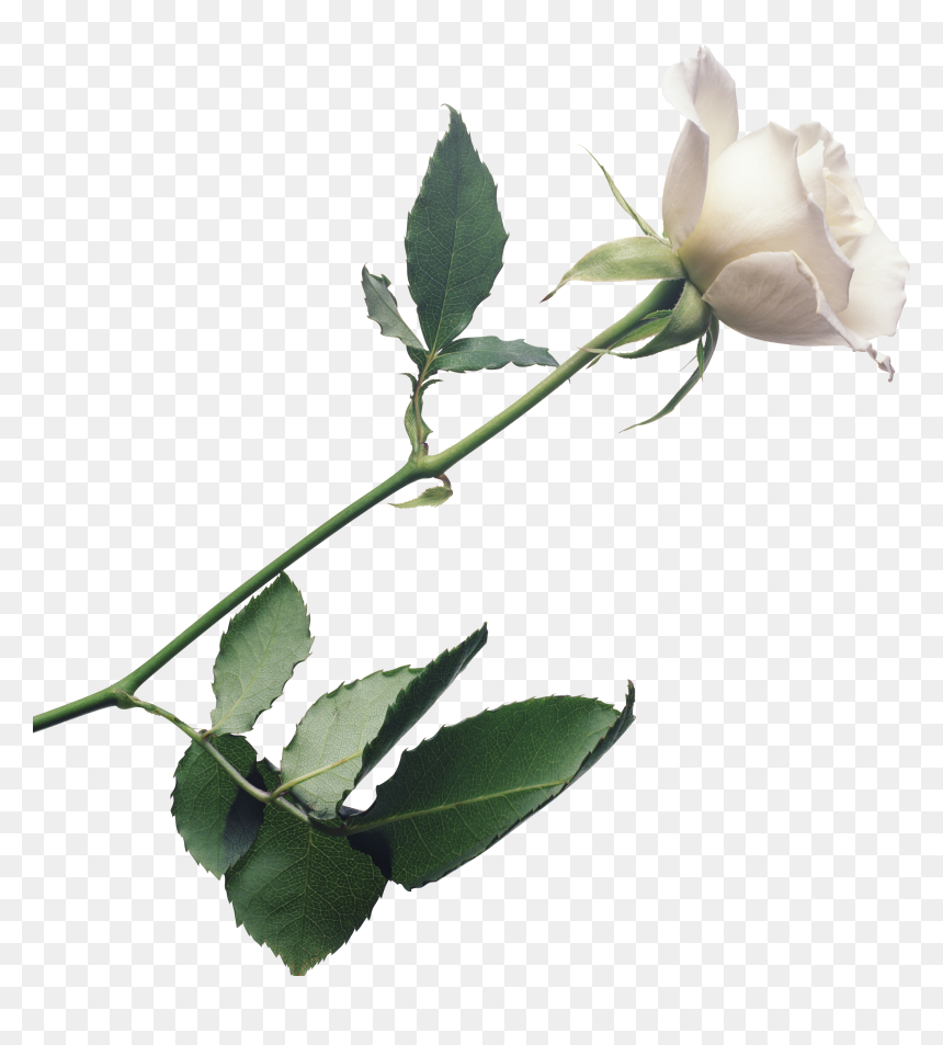 White Rose Background, Plant Stem Botany Flowering - Single White Rose Png, Transparent Png - flower plant top view png