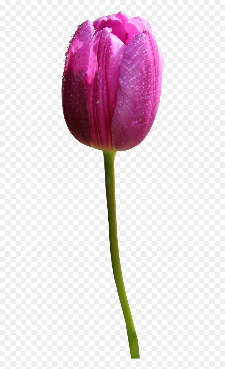 Purple Tulip Png, Transparent Png - single peacock feathers png