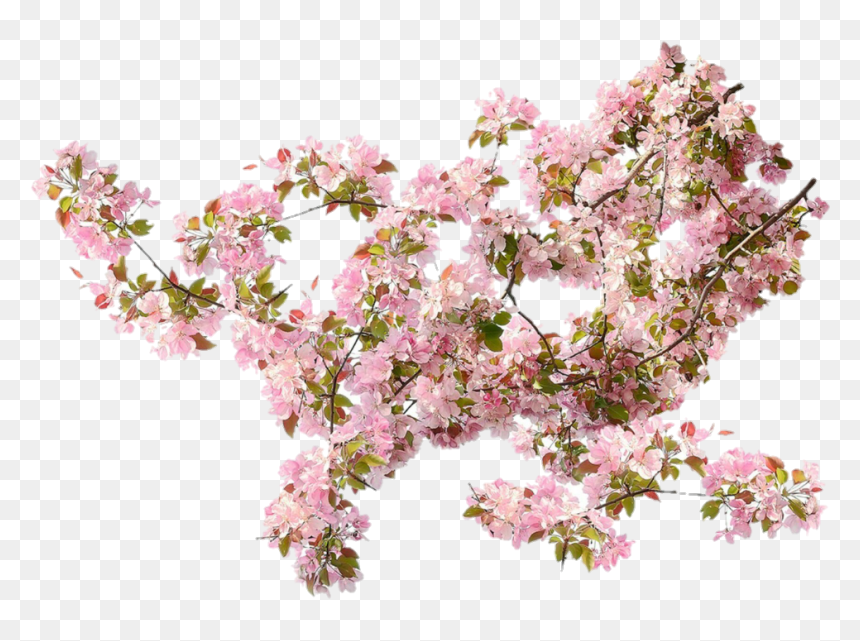 Transparent Climbing Flowers Png, Png Download - flower plant top view png