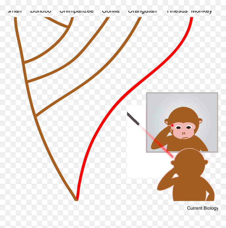 Used A Mildly Irritating Red Laser In Combination With - Cartoon, HD Png Download - red laser png