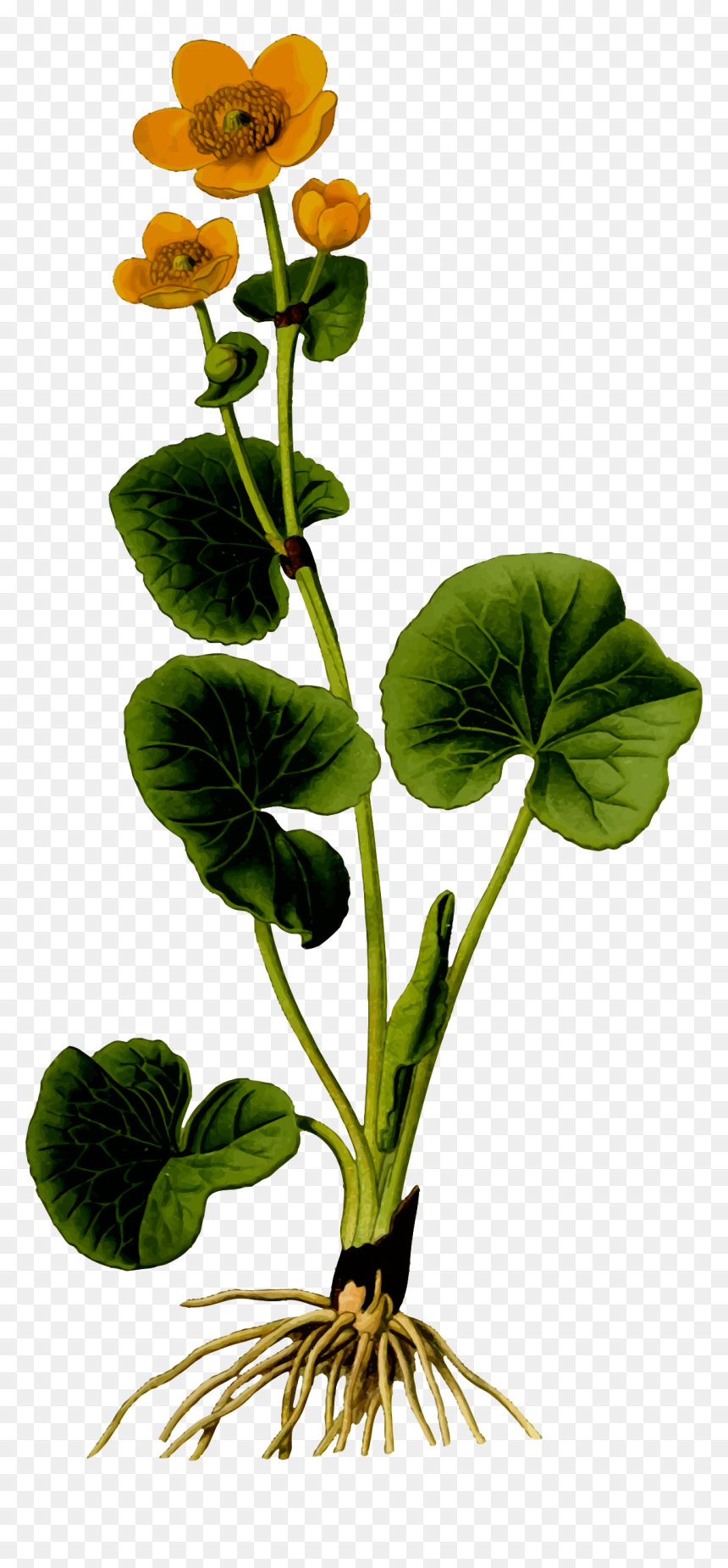 Marsh Marigold 2 Clip Arts - Marsh Marigold Png, Transparent Png - marigold png