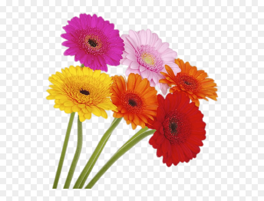 Coloured Gerberas On High Stems - Gerbera Png, Transparent Png - marigold png