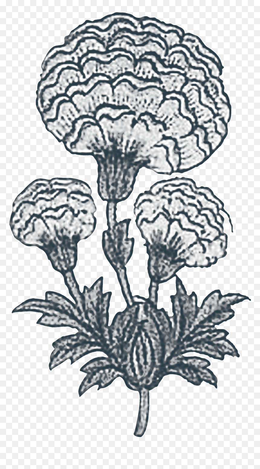 Indian Plant Drawing, HD Png Download - marigold png