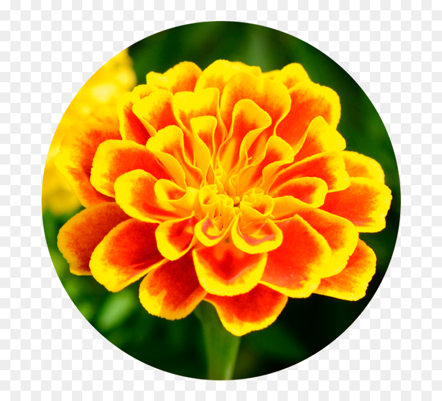 Marigold Wirkstoff-marigold - Tagetes Patula, HD Png Download - marigold png