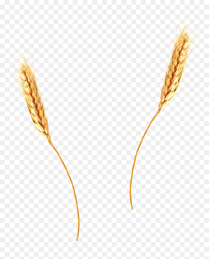 Transparent Background Wheat Straw Png, Png Download - spikes png
