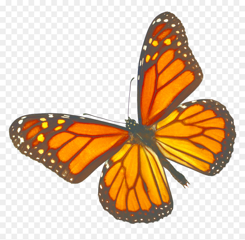 Monarch Butterfly White Background, HD Png Download - monarch butterfly png