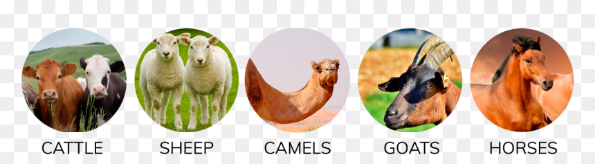 Sheep, HD Png Download - indian goat png