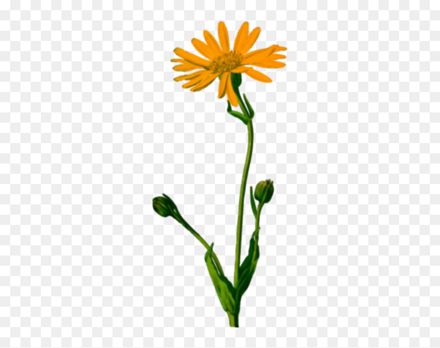 Marigold Plant - Arnica Montana, HD Png Download - marigold png