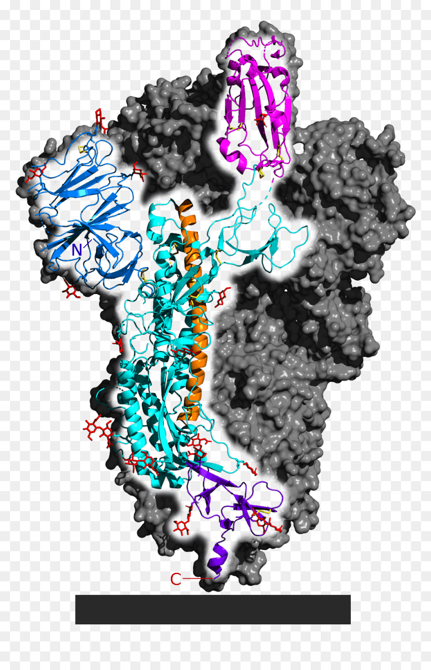 6vsb Spike Protein Sars Cov 2 Monomer In Homotrimer - Spike Protein Sars Cov 2, HD Png Download - spike png