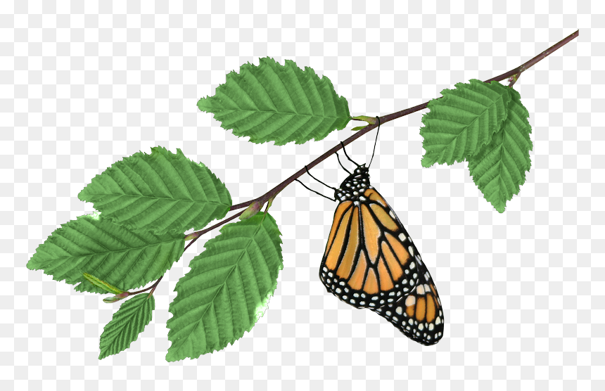 Monarch On Branch Transparent Png Image - Monarch Butterfly, Png Download - monarch butterfly png