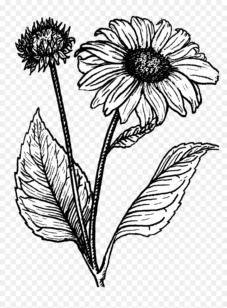 Sunflower - Black And White Line Drawing Sunflower, HD Png Download - flower plant top view png