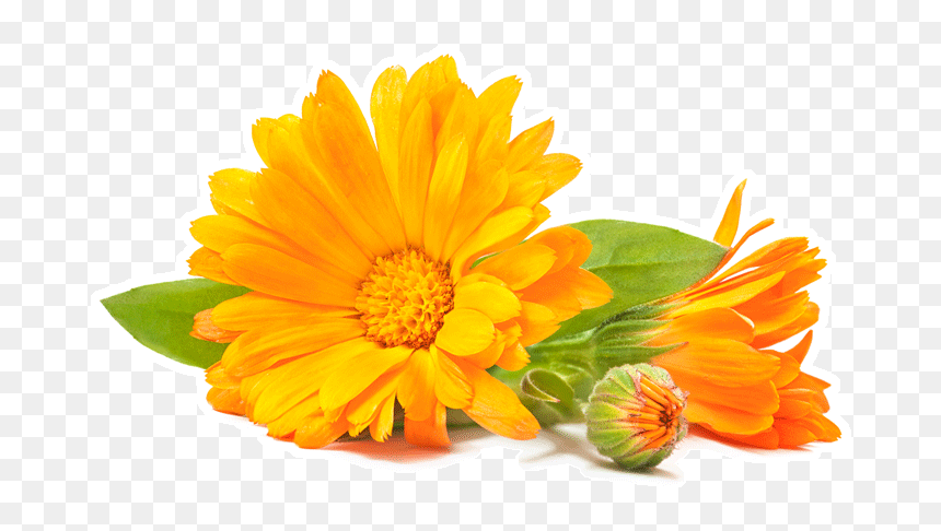 Ingredients Health Benefits Carmien - Calendulas Dibujo, HD Png Download - marigold png