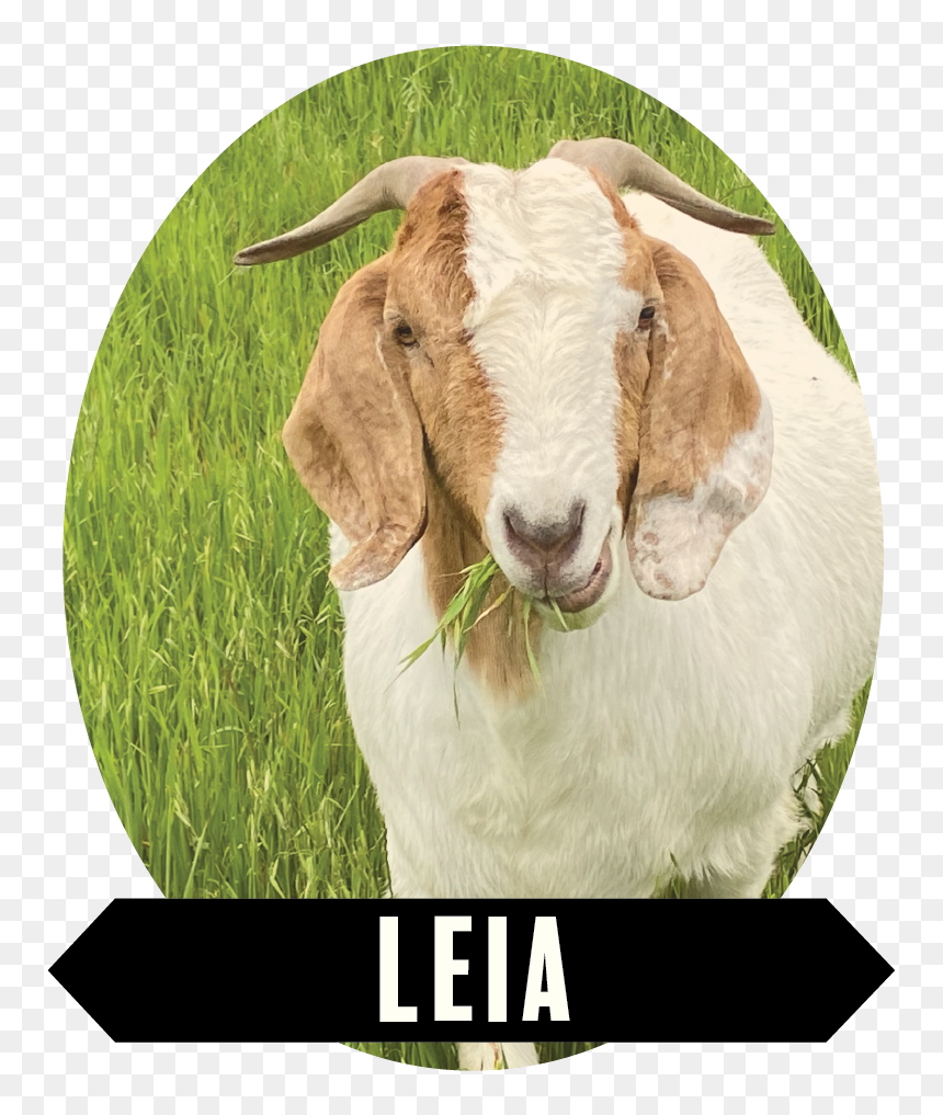 Leia-01 - Goat, HD Png Download - indian goat png