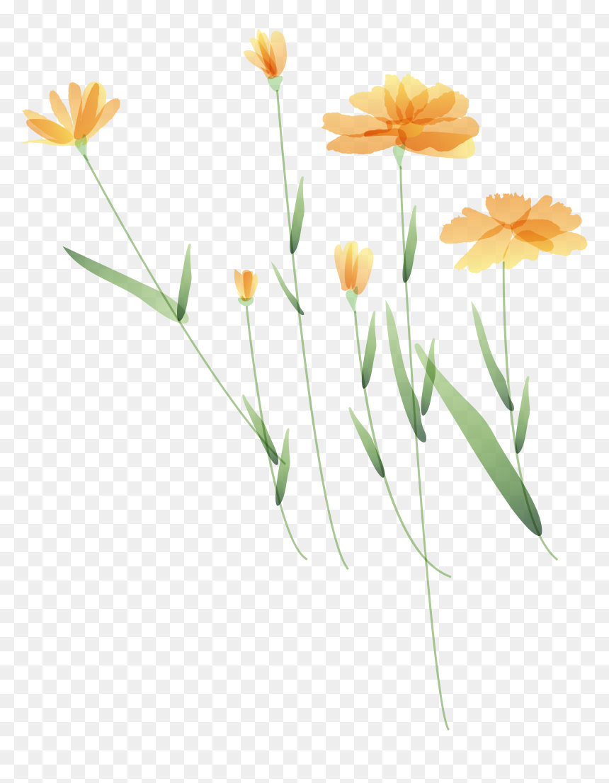 English Marigold , Png Download - Tickseed, Transparent Png - marigold png