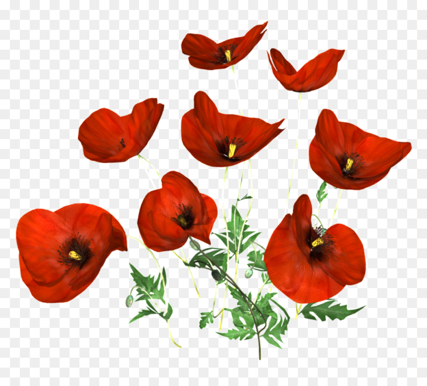 Hand Painted Black Poppy Flower Png Transparent - Portable Network Graphics, Png Download - poppy png