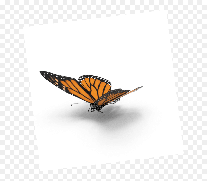 Transparent Borboleta Png - Monarch Butterfly, Png Download - monarch butterfly png