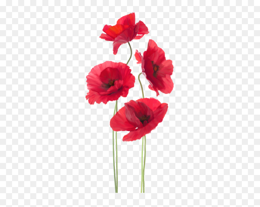 War Poppy , Png Download - All Free Downloads Hi Res Images Of Anzac Day Poppies, Transparent Png - poppy png