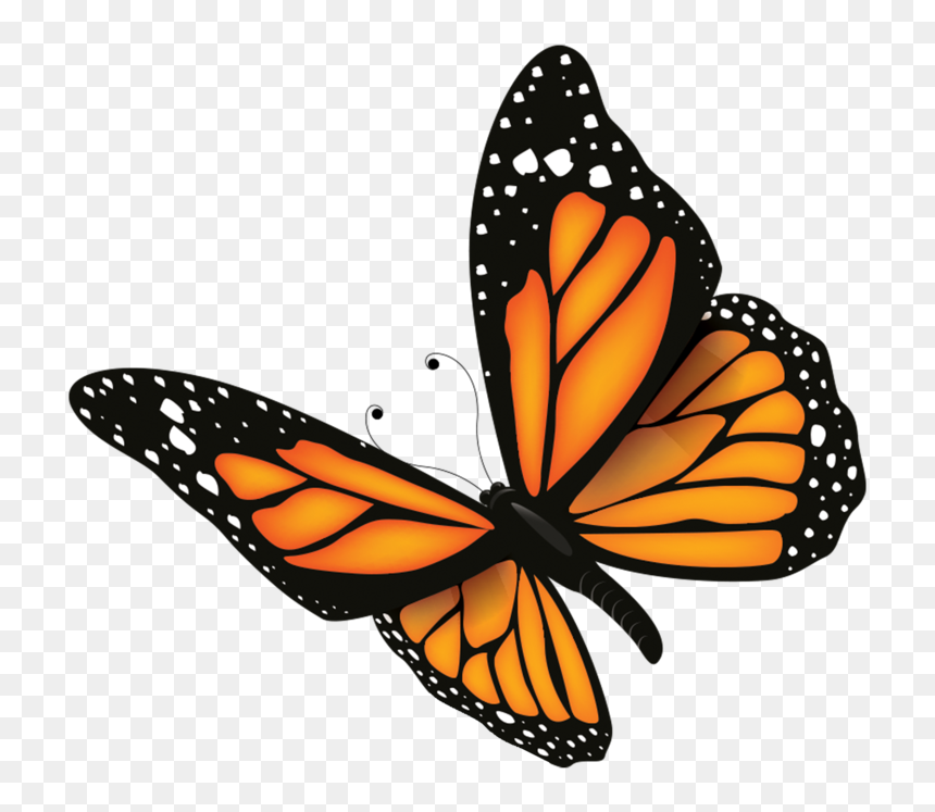 Butterfly - Maraton Monarch Ultra 2019 Acambaro, HD Png Download - monarch butterfly png