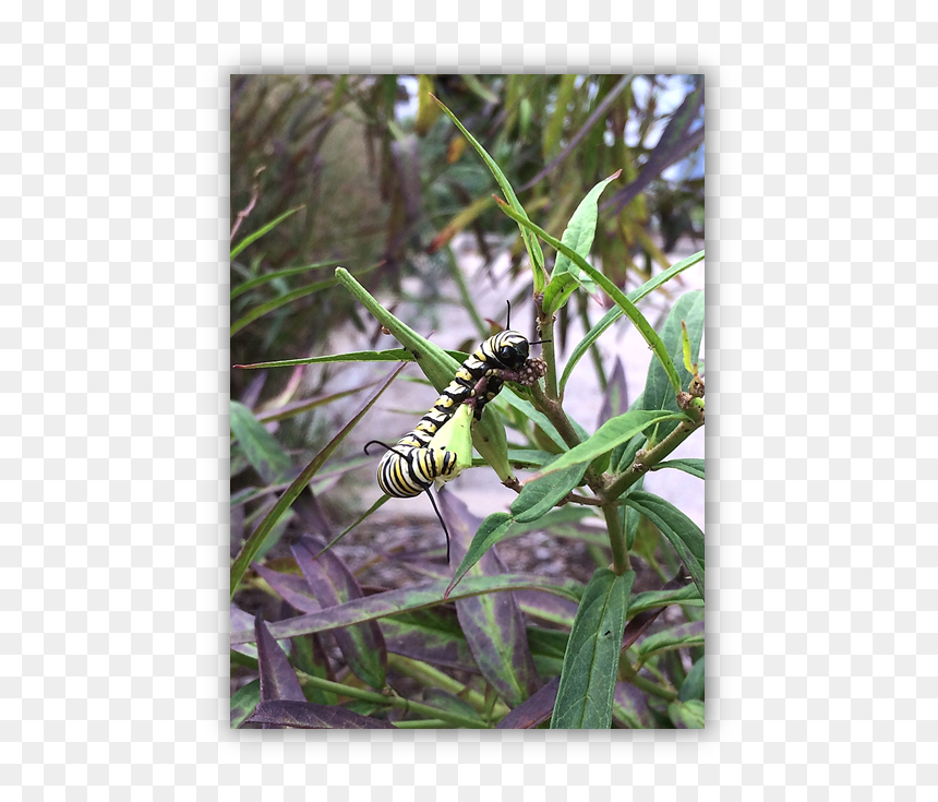 Monarch Butterfly , Png Download - Caterpillar, Transparent Png - monarch butterfly png
