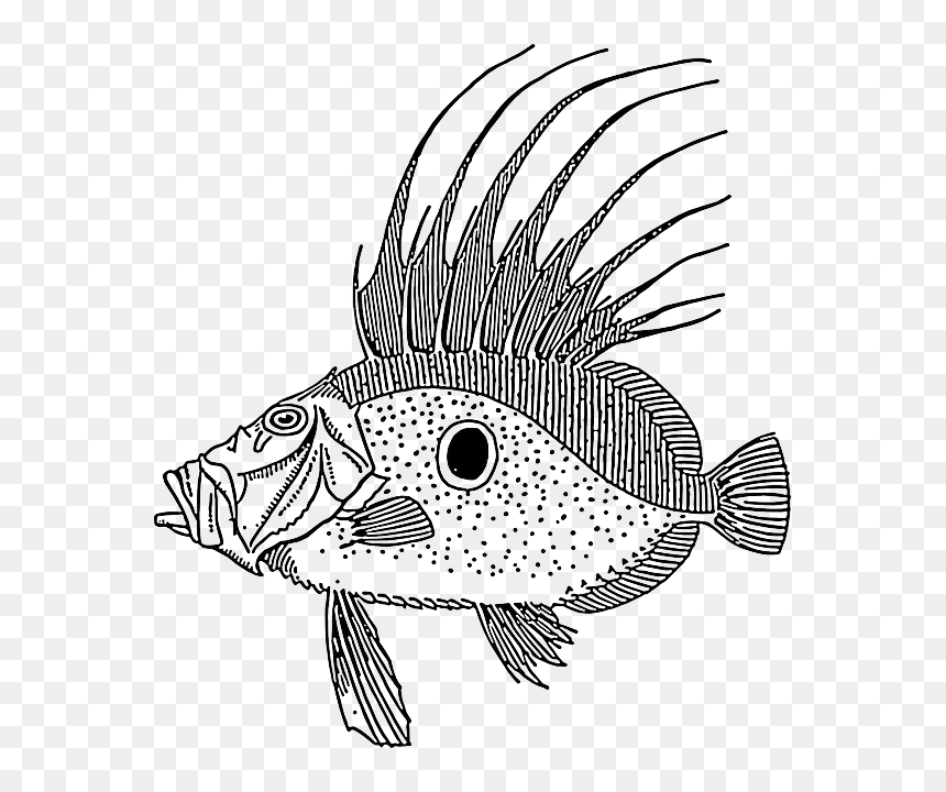 Large, Drawing, Fish, Swimming, Scales, Spike, Spot - Clip Art, HD Png Download - spike png