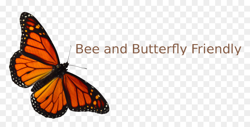 All About Nature - Clipart Transparent Monarch Butterfly, HD Png Download - monarch butterfly png