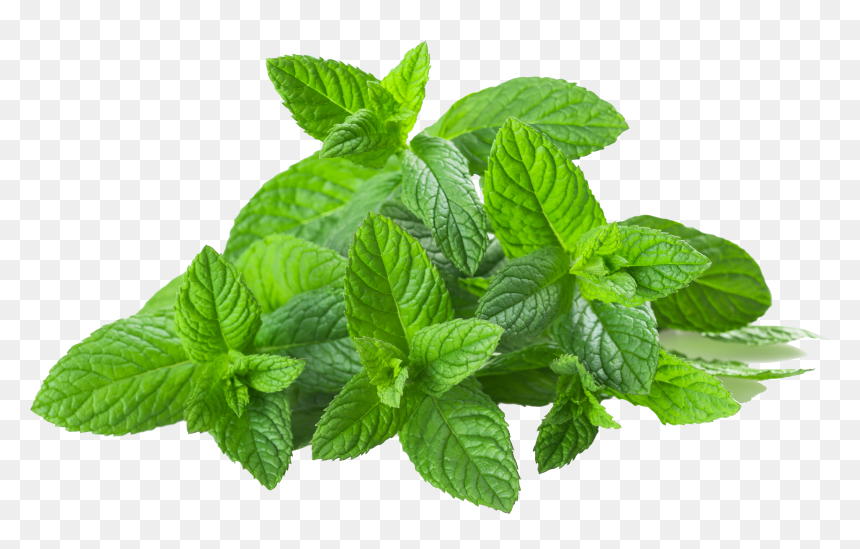 Spearmint Pluspng, Transparent Png - peppermint png