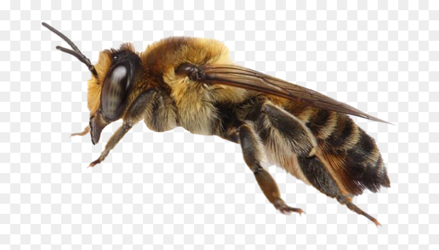 Bee Queen Png Transparent Background - Honeybee, Png Download - queen png